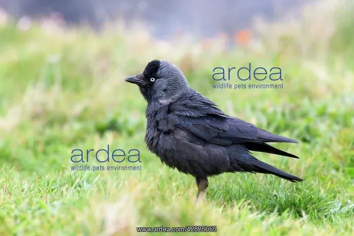  : Jackdaw (Corvus monedula). Cornwall - UK