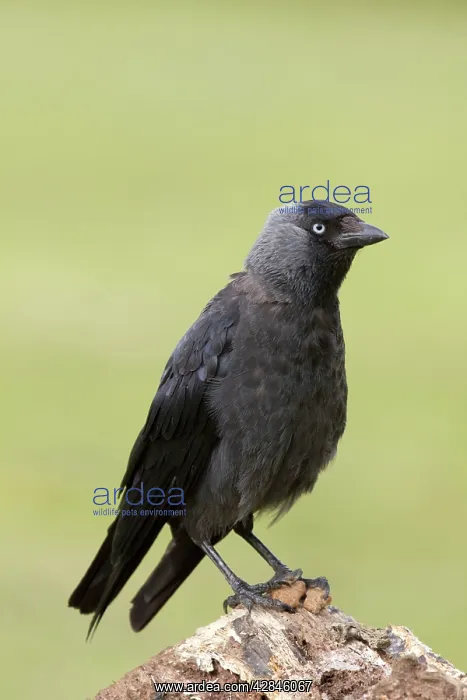  : Jackdaw (Corvus monedula). Cornwall - UK