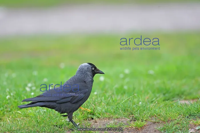  : Jackdaw (Corvus monedula ). Slimbridge - UK
