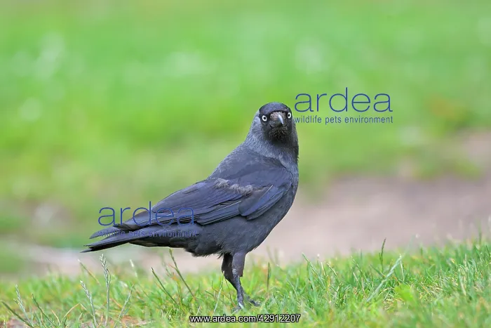  : Jackdaw (Corvus monedula). Slimbridge - UK