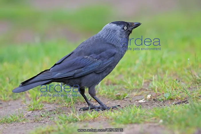  : Jackdaw (Corvus monedula). Slimbridge - UK
