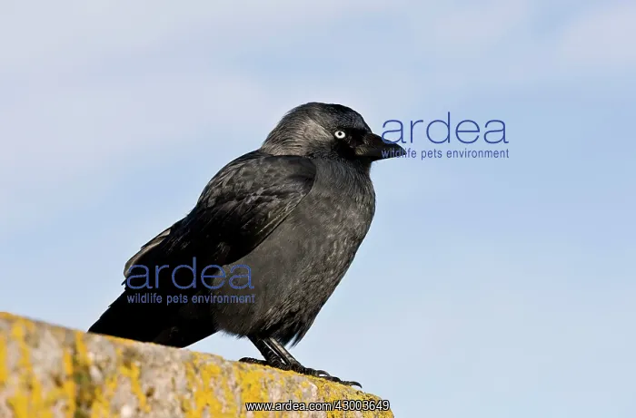 : Jackdaw (Corvus monedula). on lichen-covered wall at Lynmouth - Devon : Jackdaw (Corvus monedula). on lichen-covered wall at Lynmouth - Devon