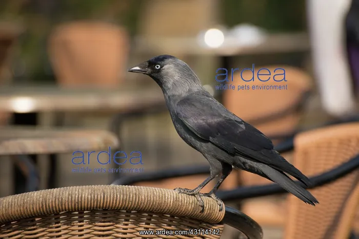 : Jackdaw (Coloeus monedula) standing on a chair at a terrace in Blijdorp : Jackdaw (Coloeus monedula) standing on a chair at a terrace in Blijdorp