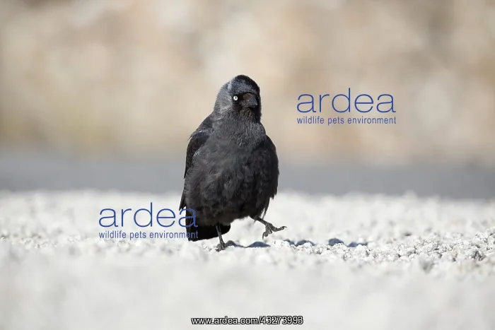 : Jackdaw : Jackdaw
