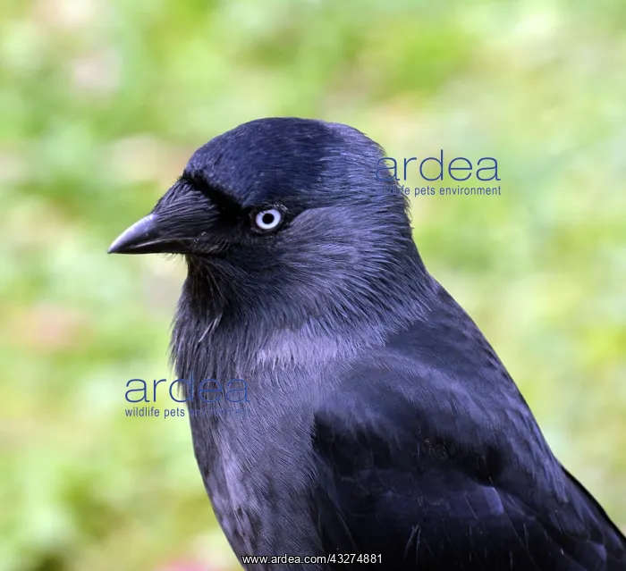  : Jackdaw