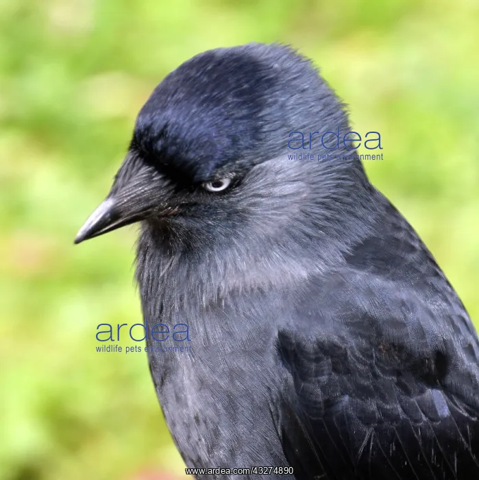  : Jackdaw