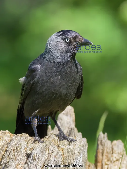 : Jackdaw : Jackdaw