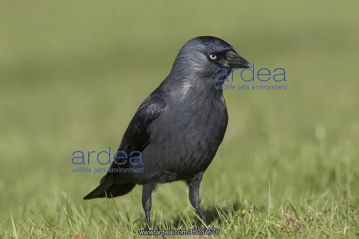  : Jackdaw - adult foraging - Germany