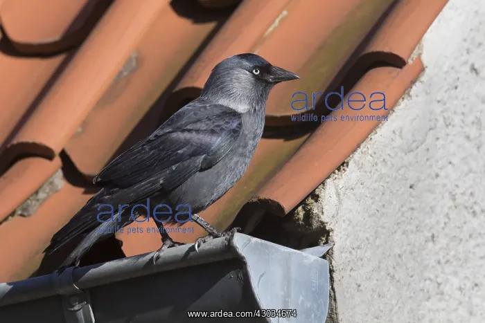  : Jackdaw - adult on a roof - Germany
