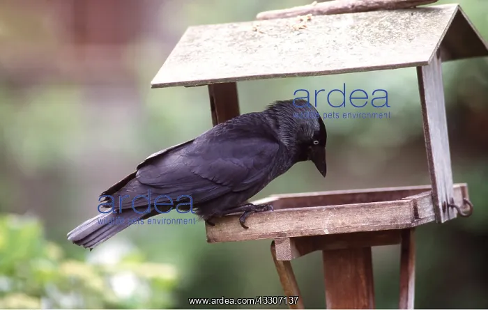 : JACKDAW - at bird table : JACKDAW - at bird table
