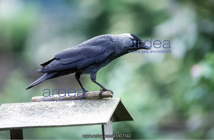 : JACKDAW - at bird table : JACKDAW - at bird table
