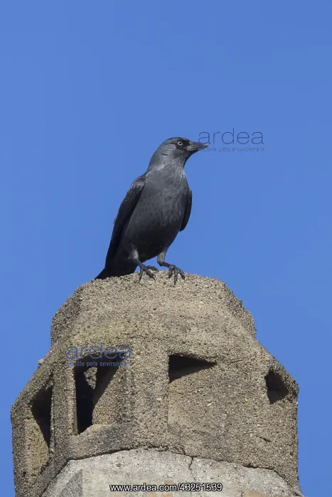 : Jackdaw - bird using a chimney for nesting - Germany : Jackdaw - bird using a chimney for nesting - Germany