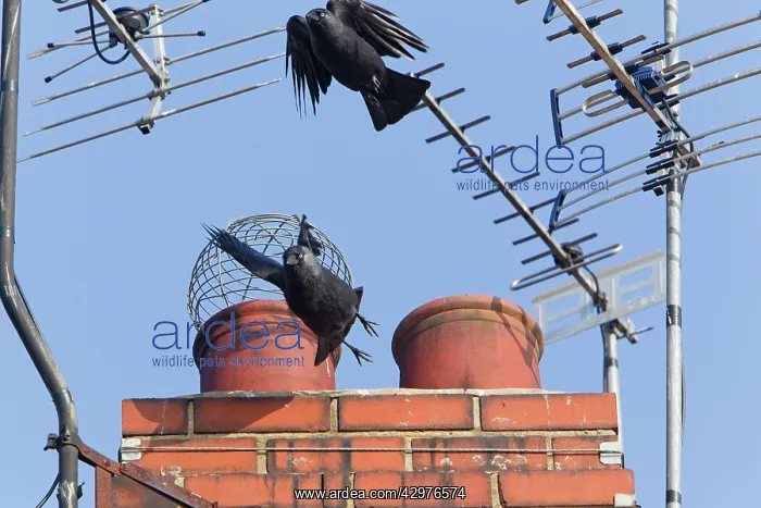 : Jackdaw - two birds taking off in flight from chimney pots : Jackdaw - two birds taking off in flight from chimney pots
