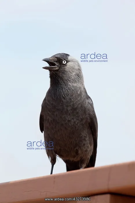 : Jackdaw - calling : Jackdaw - calling