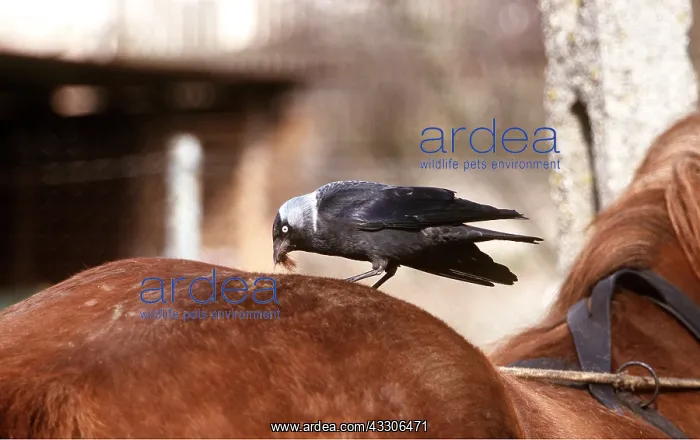 : JACKDAW - collecting horse hair tufts for nest building : JACKDAW - collecting horse hair tufts for nest building