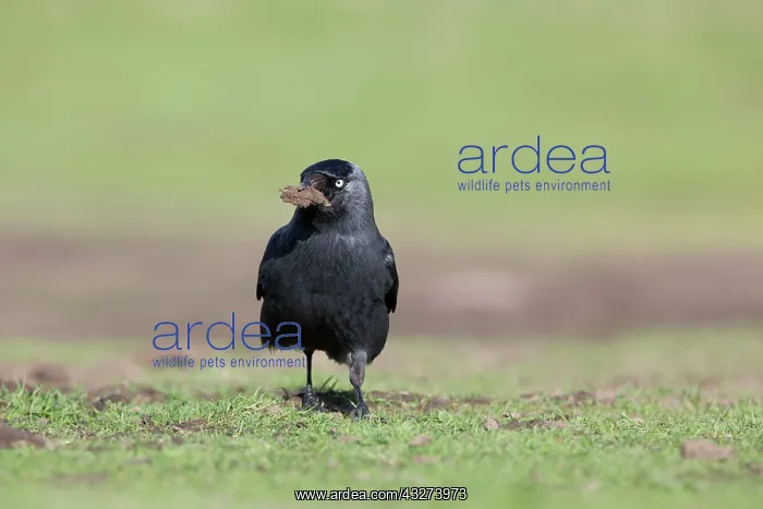 : Jackdaw - collecting soil for nesting : Jackdaw - collecting soil for nesting