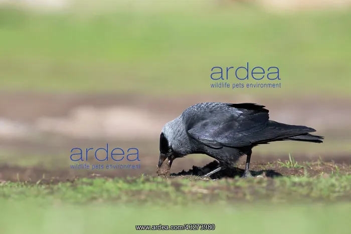 : Jackdaw - collecting soil for nesting : Jackdaw - collecting soil for nesting