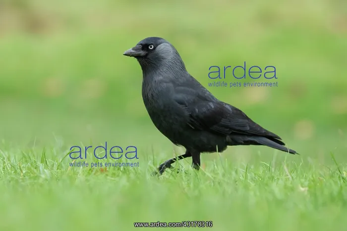  : Jackdaw (Corvus monedula) adult bird walking on