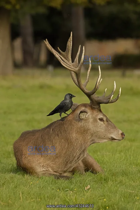 : Jackdaw (Corvus monedula), feeding on ticks and : Jackdaw (Corvus monedula), feeding on ticks and