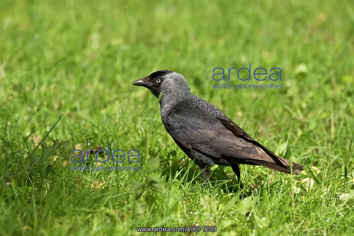 : Jackdaw (Corvus monedula) on grass. Sk ones Dyrepark : Jackdaw (Corvus monedula) on grass. Sk ones Dyrepark