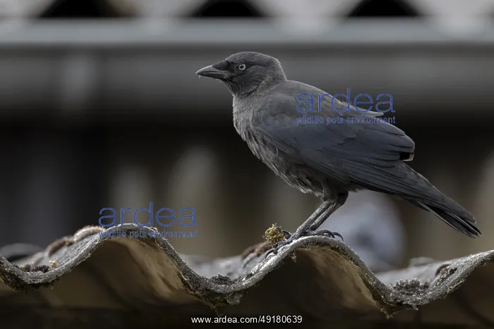 : Jackdaw (Corvus monedula) sitting on a corrugated roof : Jackdaw (Corvus monedula) sitting on a corrugated roof