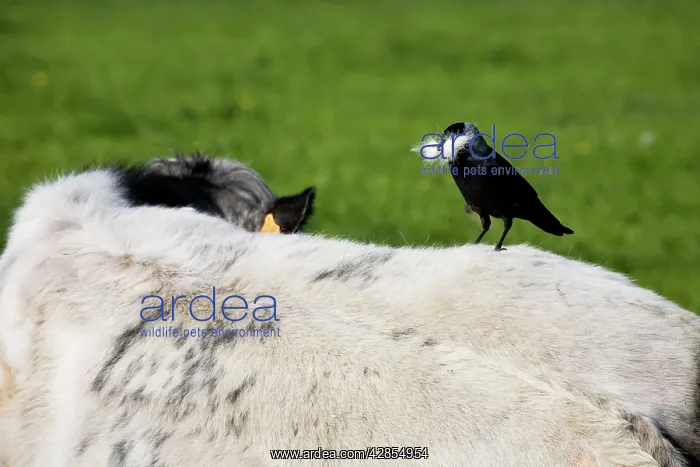  : Jackdaw - on cow's back with beak full of cowhair