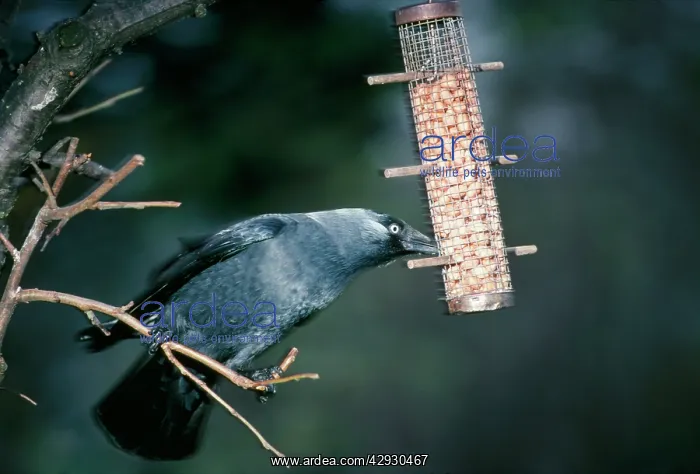 : Jackdaw - eating peanuts : Jackdaw - eating peanuts