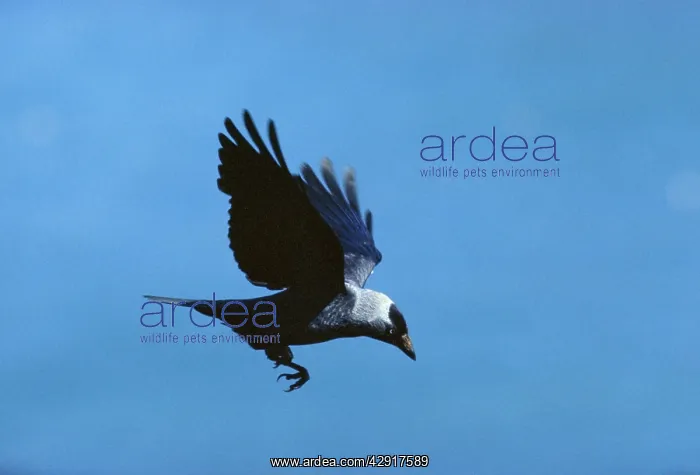 : Jackdaw - in flight : Jackdaw - in flight
