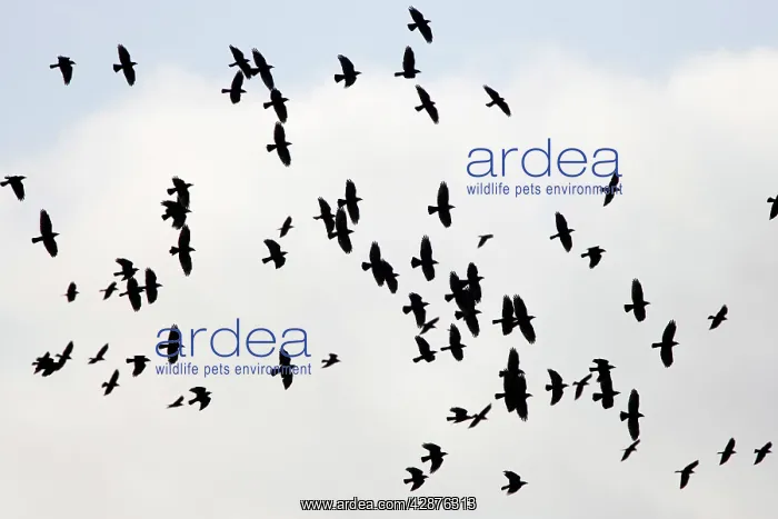 : Jackdaw - flock in flight : Jackdaw - flock in flight