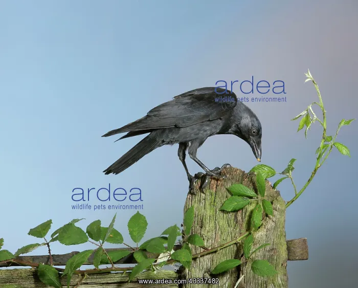 : Jackdaw - on gate post : Jackdaw - on gate post
