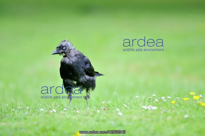 : Jackdaw - on ground : Jackdaw - on ground
