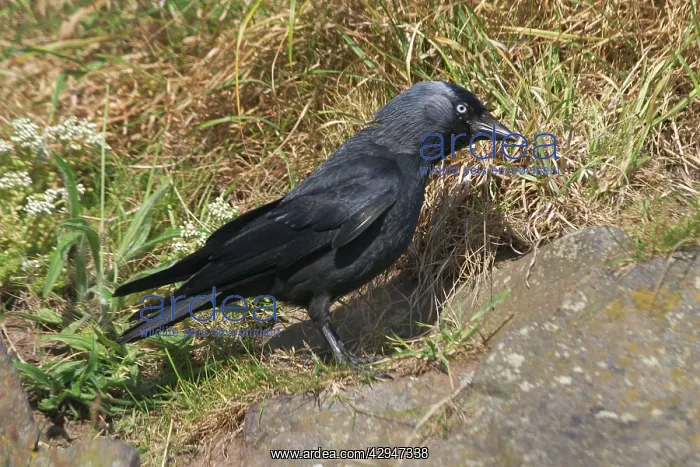 : Jackdaw on the ground : Jackdaw on the ground