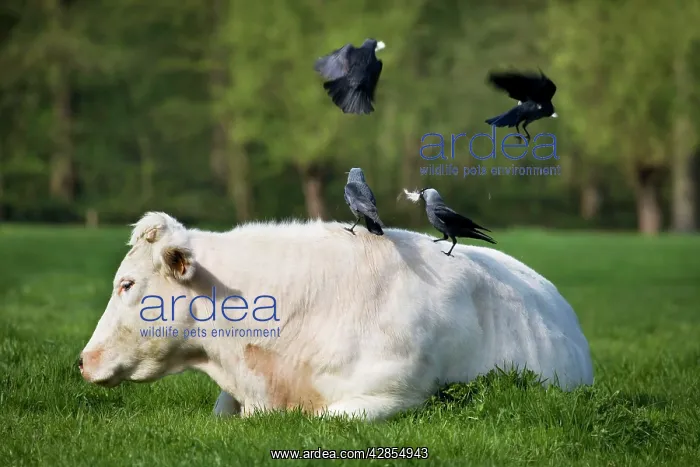 : Jackdaw - group on back of cow picking cowhair : Jackdaw - group on back of cow picking cowhair