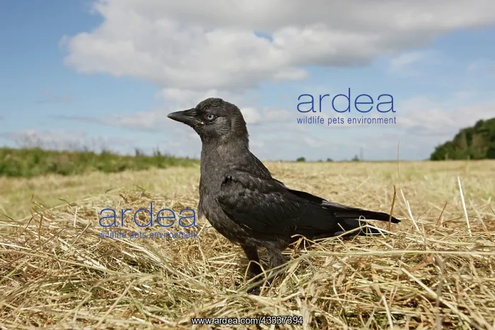 : Jackdaw - in hayfield : Jackdaw - in hayfield