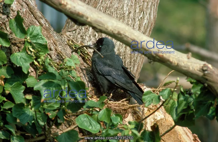 : Jackdaw - at nest with building material : Jackdaw - at nest with building material