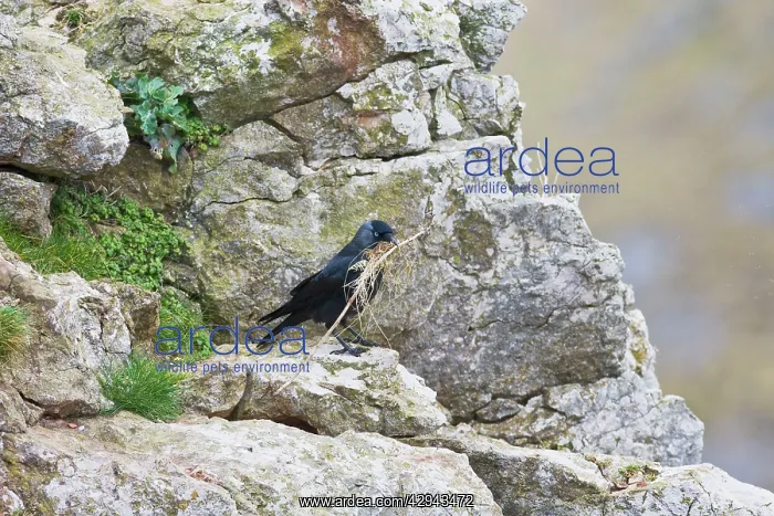 : Jackdaw - with nest material at nest site : Jackdaw - with nest material at nest site