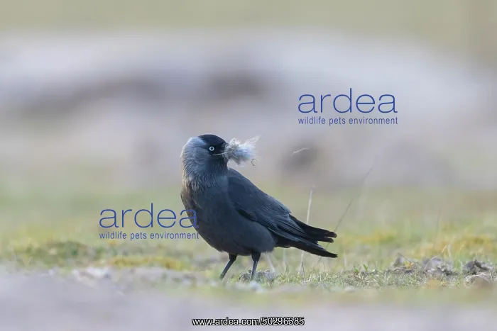 : Jackdaw nesting material : Jackdaw nesting material