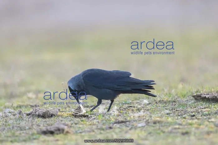 : Jackdaw nesting material : Jackdaw nesting material