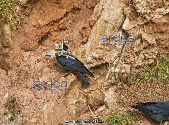 : Jackdaw - with newspaper for nest : Jackdaw - with newspaper for nest