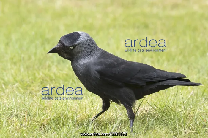  : Jackdaw - Norfolk UK