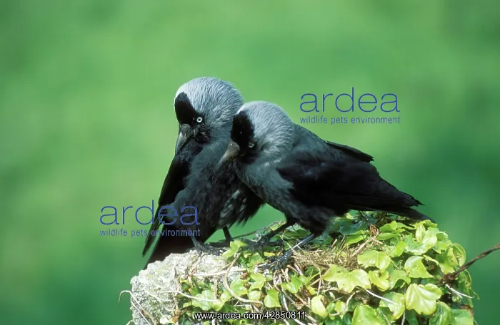 : JACKDAW pair : JACKDAW pair