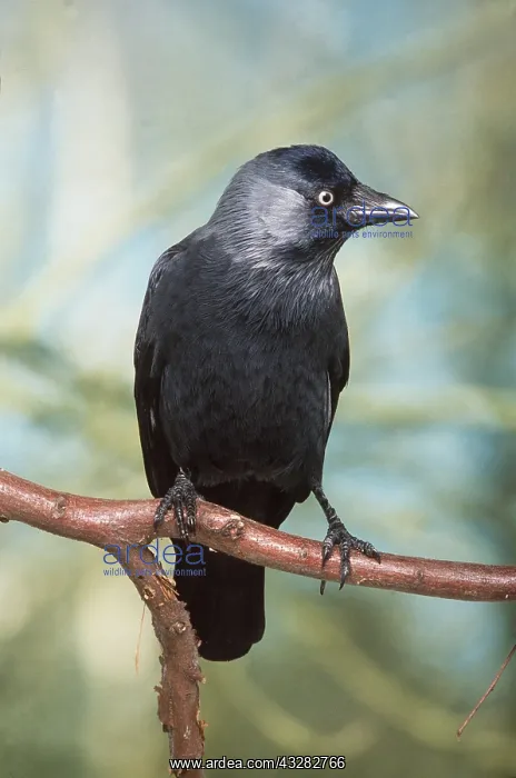 : JACKDAW - perched on branch : JACKDAW - perched on branch