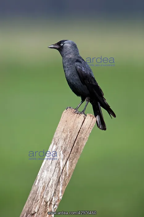 : Jackdaw - perched on fence post : Jackdaw - perched on fence post