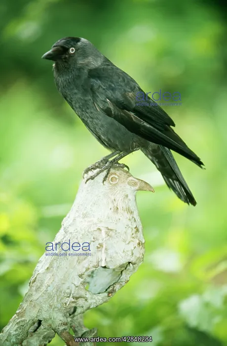 : JACKDAW - perched on sculpture : JACKDAW - perched on sculpture