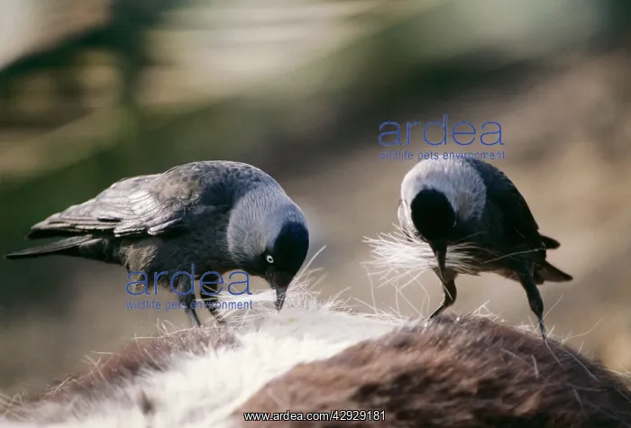 : JACKDAW - Plucking hair from horse for nest building : JACKDAW - Plucking hair from horse for nest building