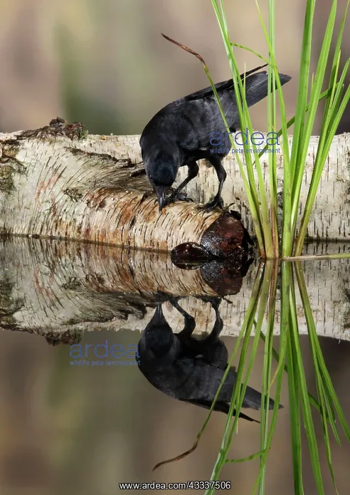 : Jackdaw - with reflection : Jackdaw - with reflection