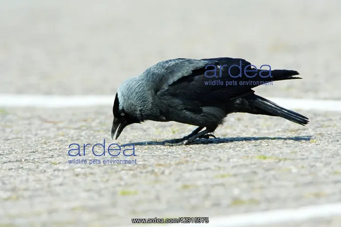  : Jackdaw - searching for food on car park