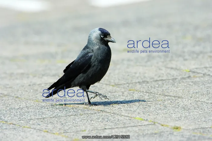 : Jackdaw - searching for food on car park : Jackdaw - searching for food on car park