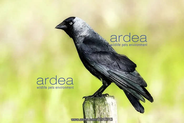 : Jackdaw - Sitting on farm fence post : Jackdaw - Sitting on farm fence post