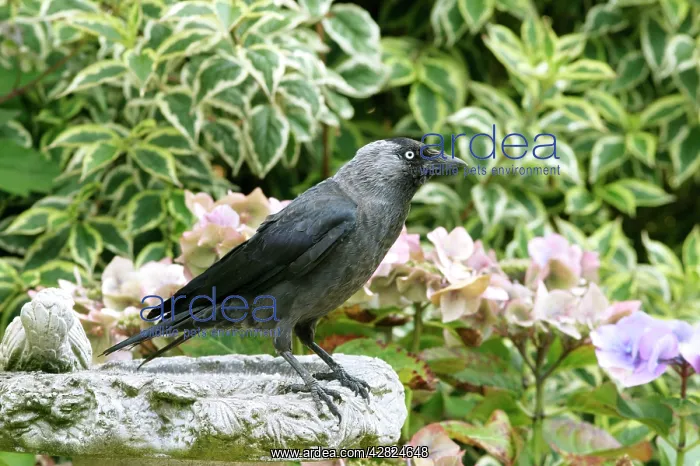 : JACKDAW - standing on bird bath : JACKDAW - standing on bird bath